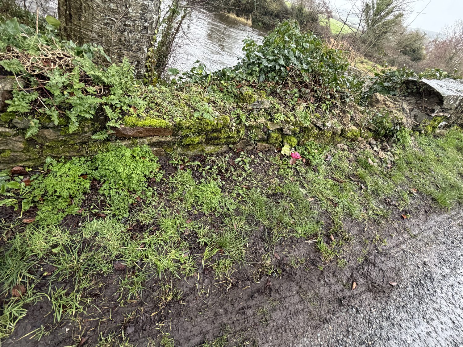 The collapsed parapet along the road, its capping gone; the council's inspection recorded it “partly removed.” A rose lies at the spot.